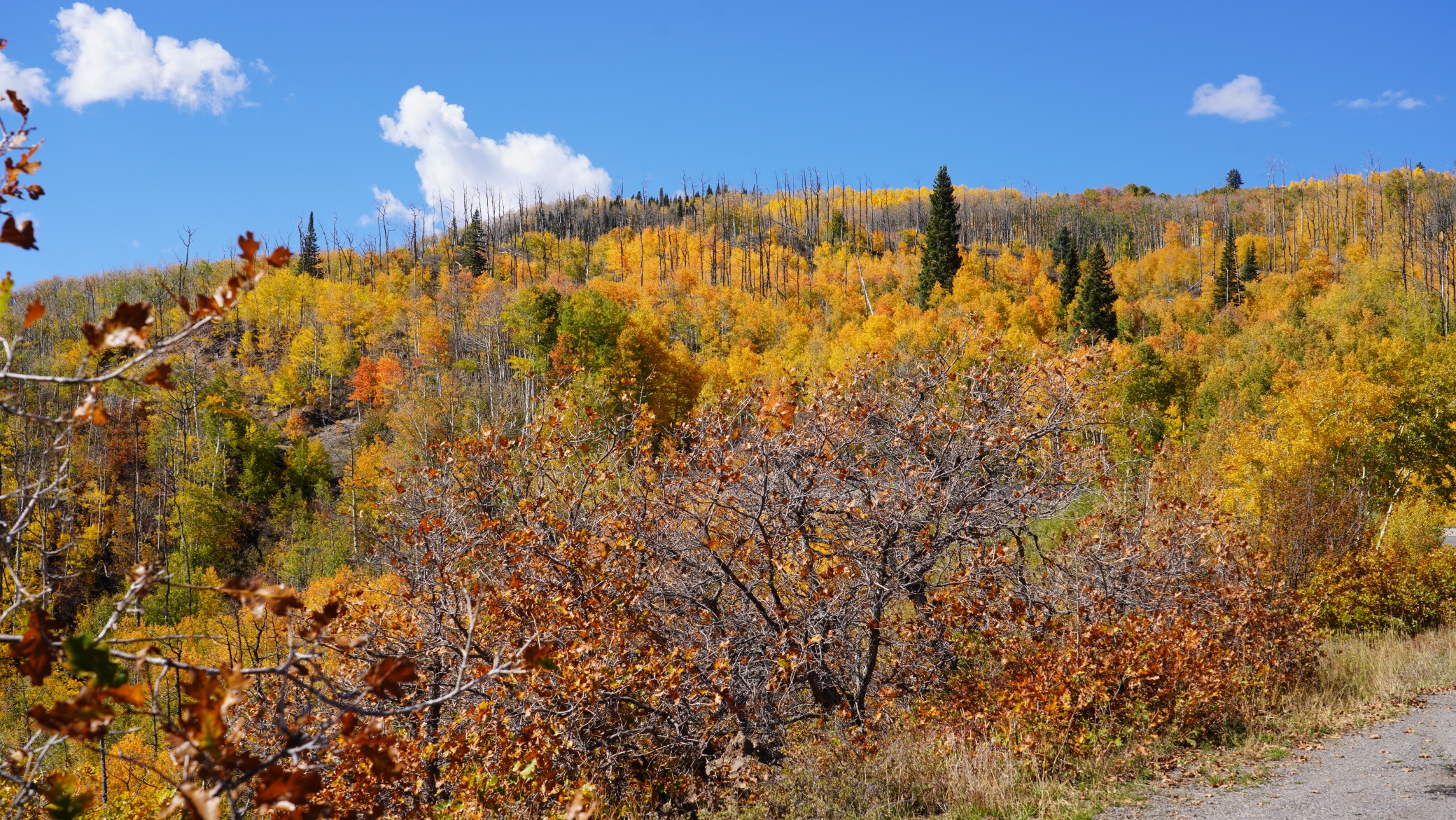 DSC08647.JPG
